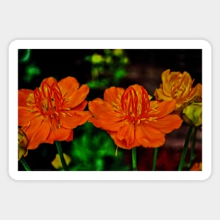 Orange Queen Globe Flower Sticker